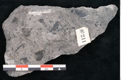 Foto (Detailansicht) von Phyllocladus integer Ettingshausen (NHMW-GEO-2024-0188-10211)